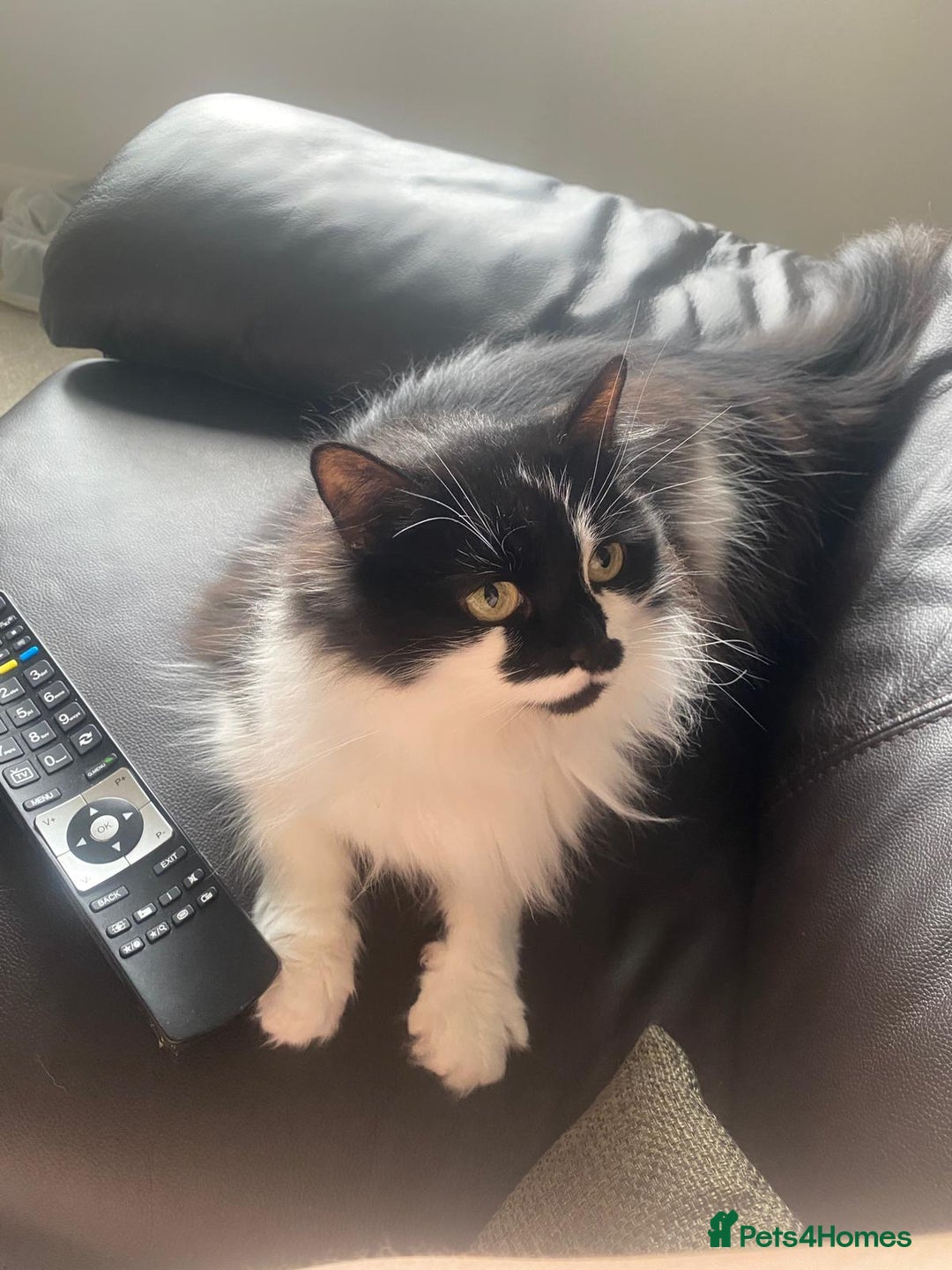 British Longhair cats for sale: Meet Tinca - Image 13