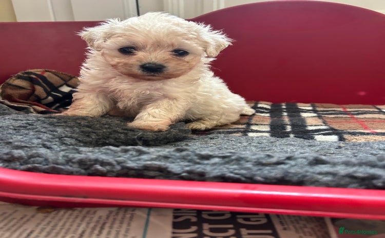 Mixed Breed dogs - Advert 2