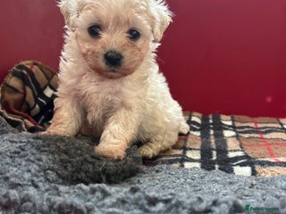 Mixed Breed dogs - Advert 9