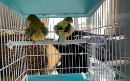Canaries birds for sale: Breeding pair of canaries - Image 1