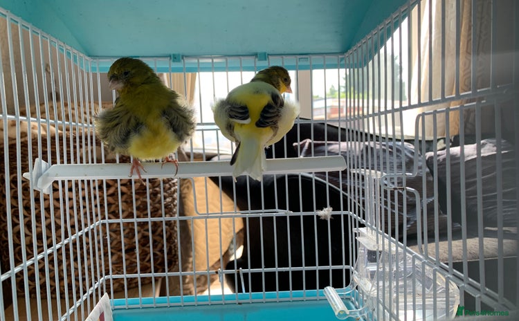 Canaries birds - Advert 2