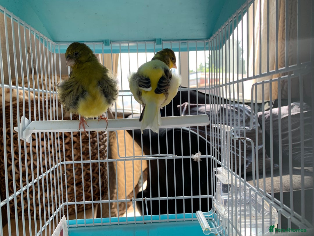 Canaries birds for sale: Breeding pair of canaries - Image 1