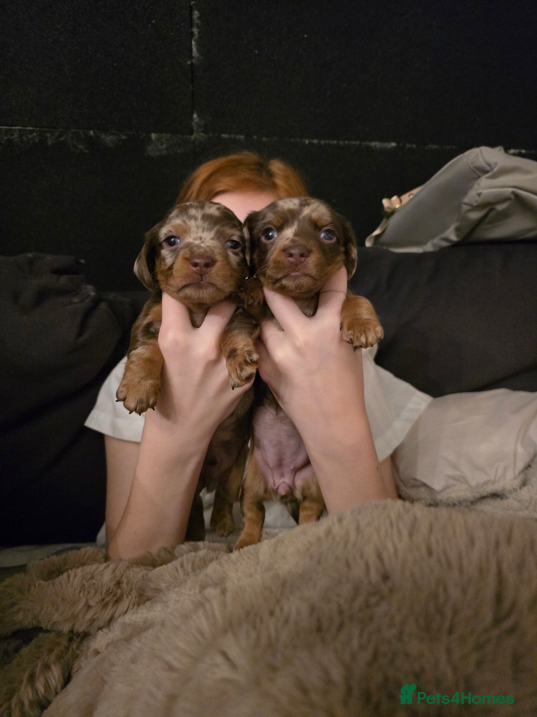 Miniature Dachshund dogs for sale: Gorgeous chocolate dapple miniature dachshunds - Advert 14