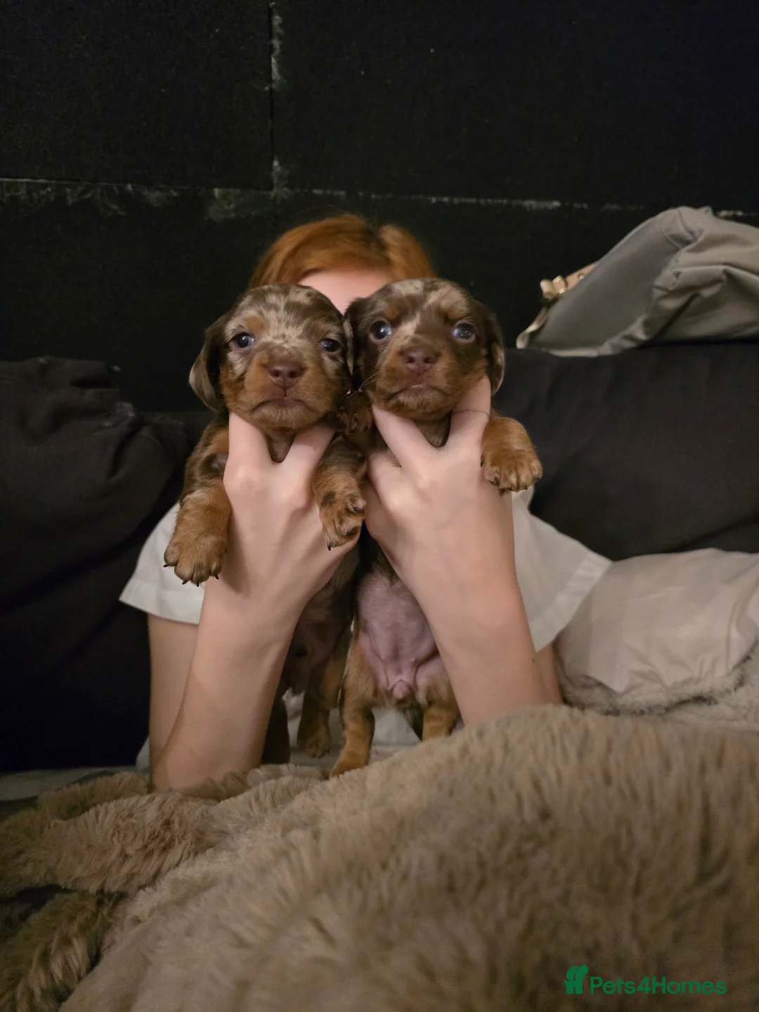 Miniature Dachshund dogs for sale: READY NOW 1 female dapple mini dachshund - Advert 24