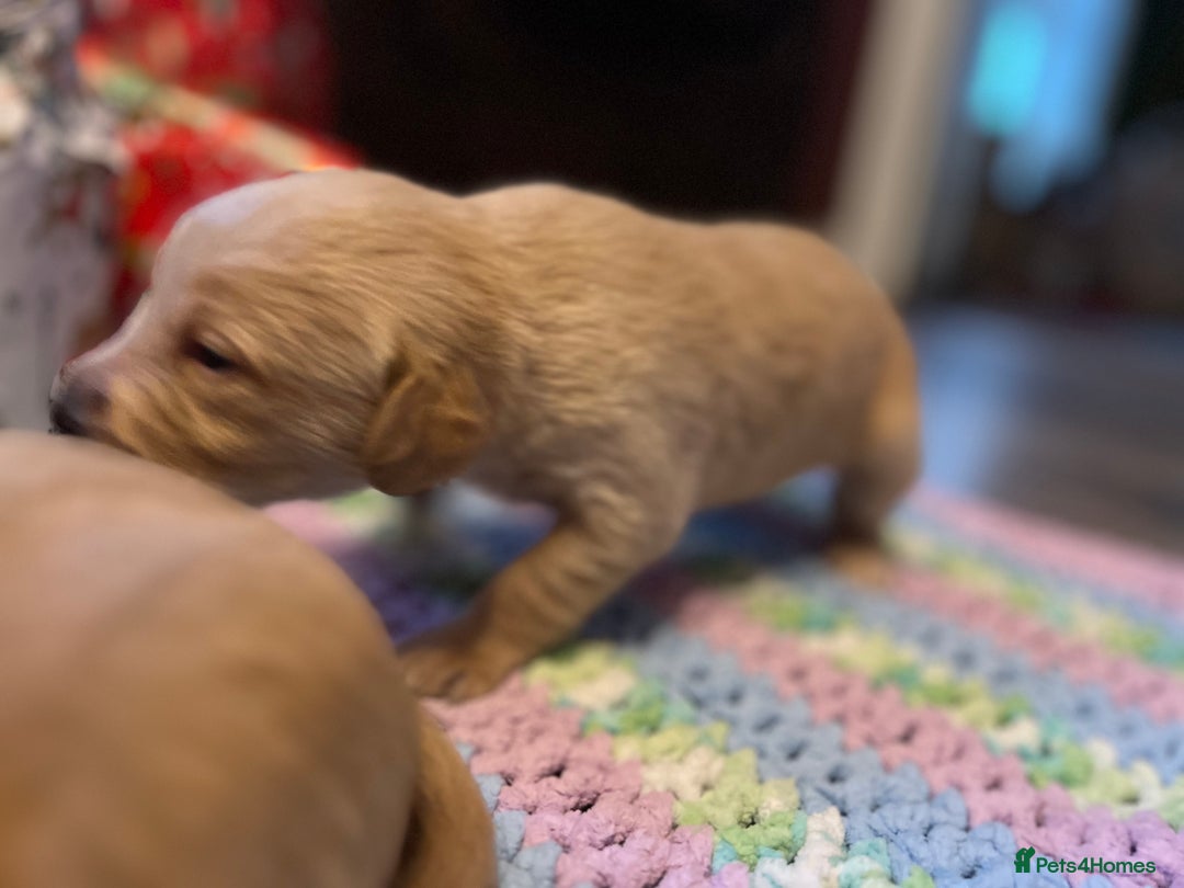 Labrador Retriever dogs for sale: Fox Red Labrador Puppies - Advert 2