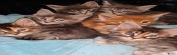 Maine Coon cats for sale: Pedigree tica mainecoon kittens - Advert 7