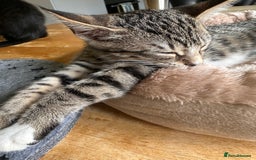 Mixed Breed cats for sale: 4 beautiful kittens for sale  - Image 3