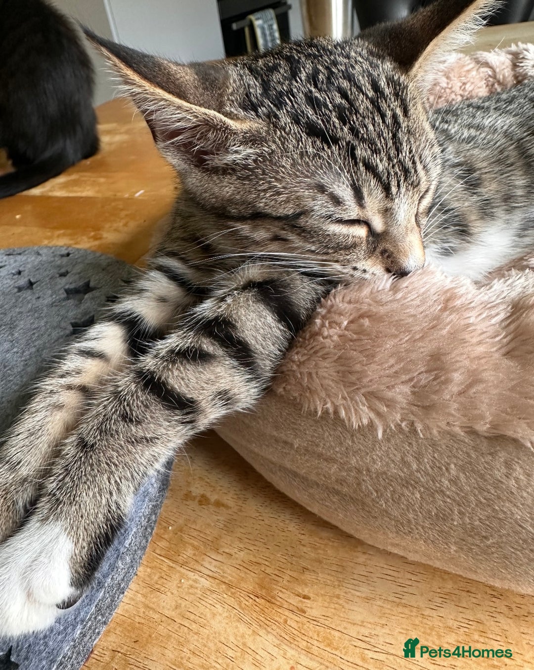 Mixed Breed cats for sale: 4 beautiful kittens for sale  - Image 3