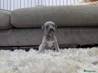Whippet dogs Gorgeous kc registered whippet puppies - Advert 2