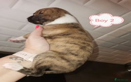 Whippet dogs for sale: Lovely petite whippets for sale  - Image 14