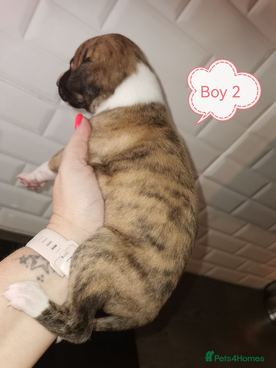 Whippet dogs for sale: Lovely petite whippets for sale  - Image 14
