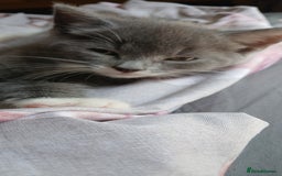 Mixed Breed cats for sale: 2x playful, gorgeous male kitten's for sale  - Image 4