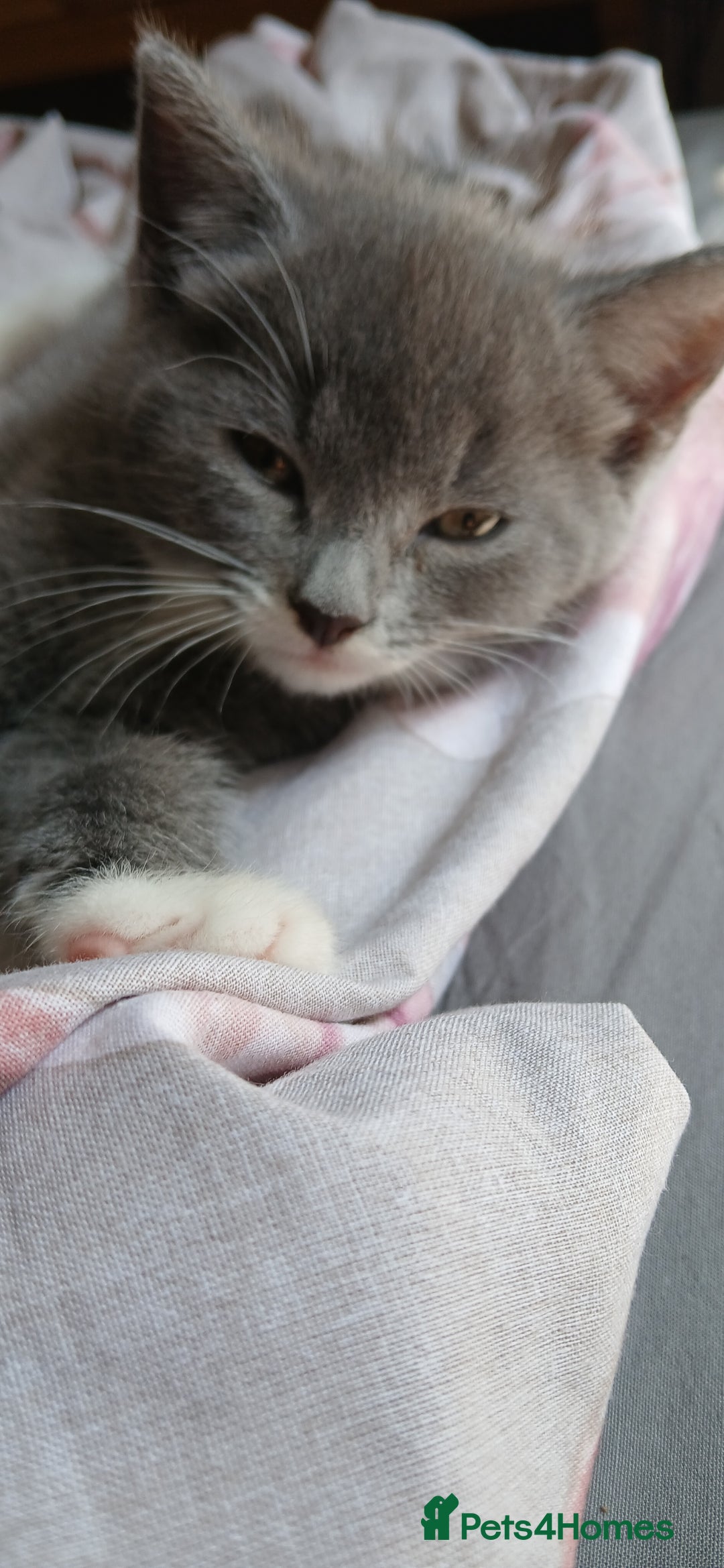 Mixed Breed cats for sale: 2x playful, gorgeous male kitten's for sale  - Image 4