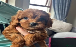 Cavapoo dogs for sale: STUNNING RED CAVAPOOS HEALTH CHECKEF - Image 2