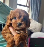 Cavapoo dogs - Advert 6