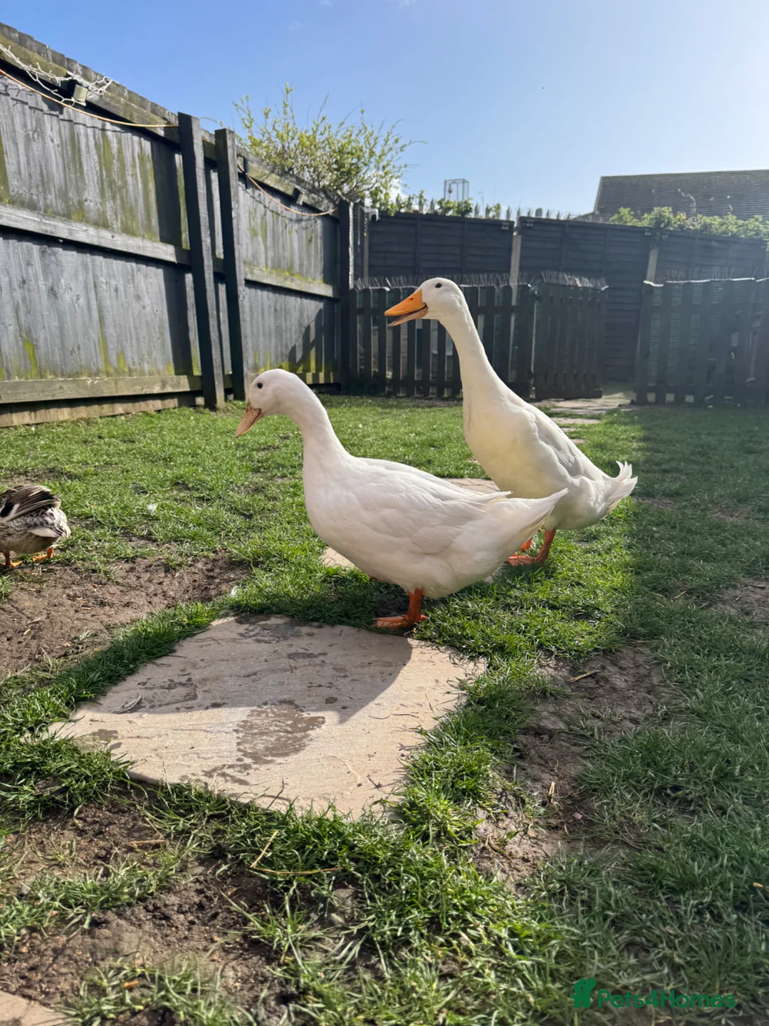 Ducks poultry for sale: Indian Runner & Cherry Valley Ducks  - Advert 2