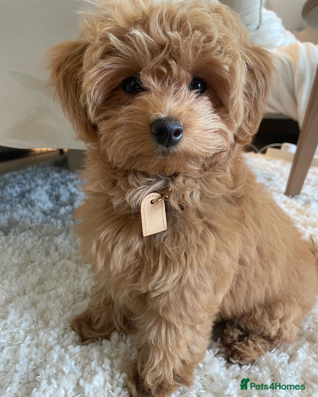 Maltipoo dogs for sale: Cute Maltipoo Puppy for Rehome - Advert 3