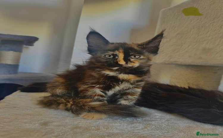 Maine Coon cats - Advert 9