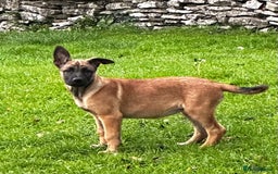 Mixed Breed dogs for sale: Dutch/Belgian malinois   - Image 5