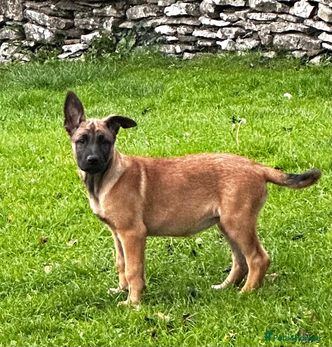 Mixed Breed dogs for sale: Dutch/Belgian malinois   - Image 5