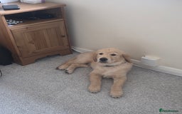 Golden Retriever dogs for sale: Golden Retriever 12 weeks old - Image 1