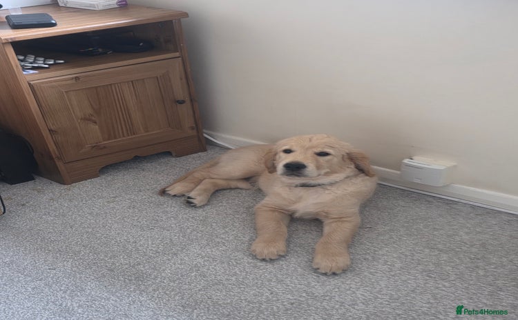 Golden Retriever dogs - Advert 3