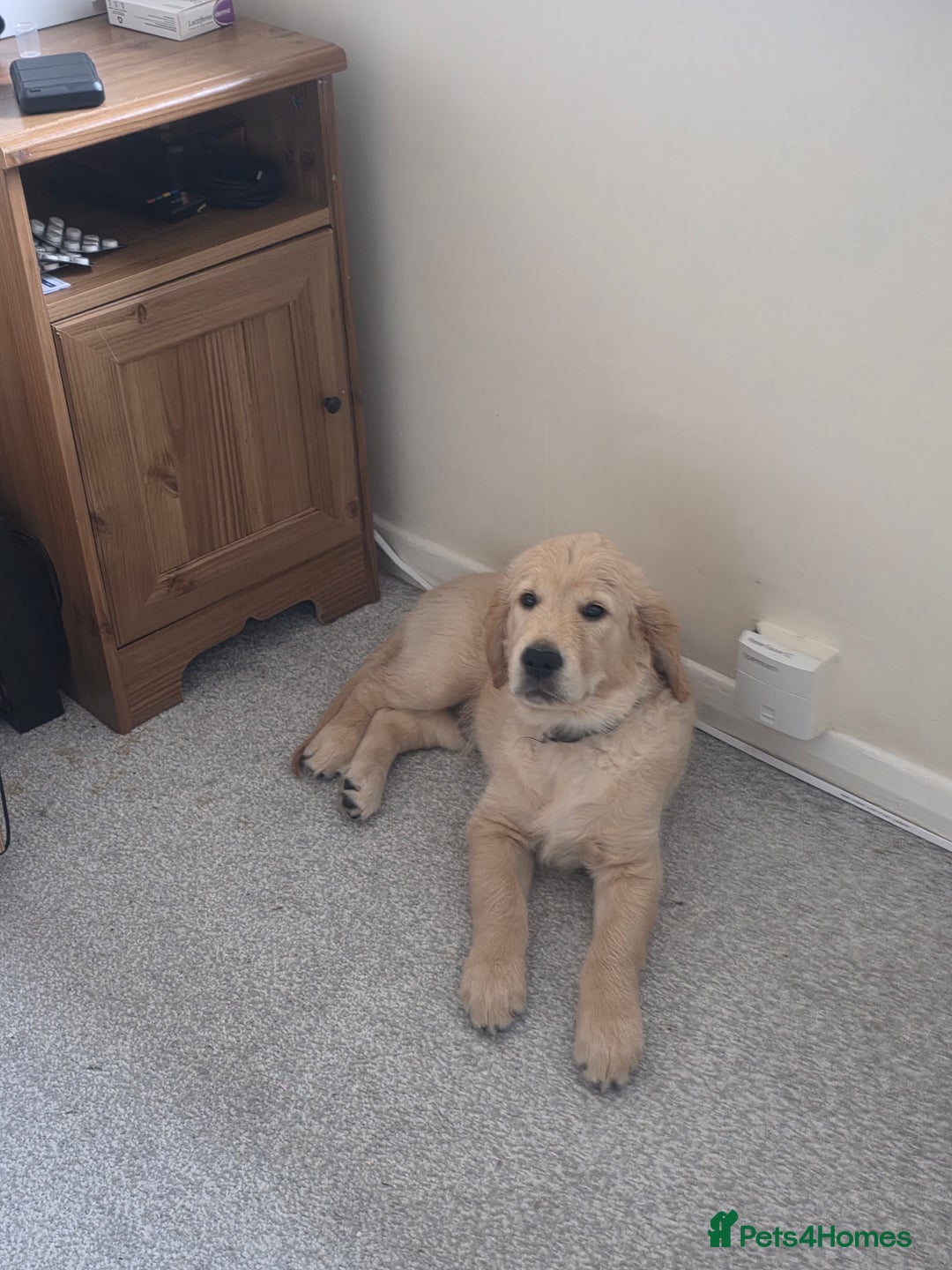 Golden Retriever dogs for sale: Golden Retriever 12 weeks old - Image 1