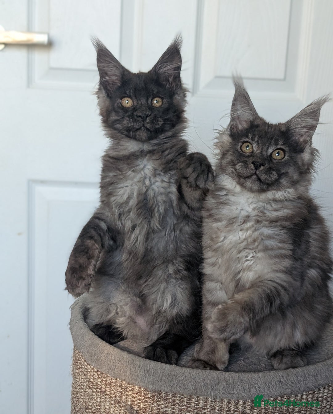 Maine Coon cats for sale: Maine coon kittens, Tica registered  - Image 10