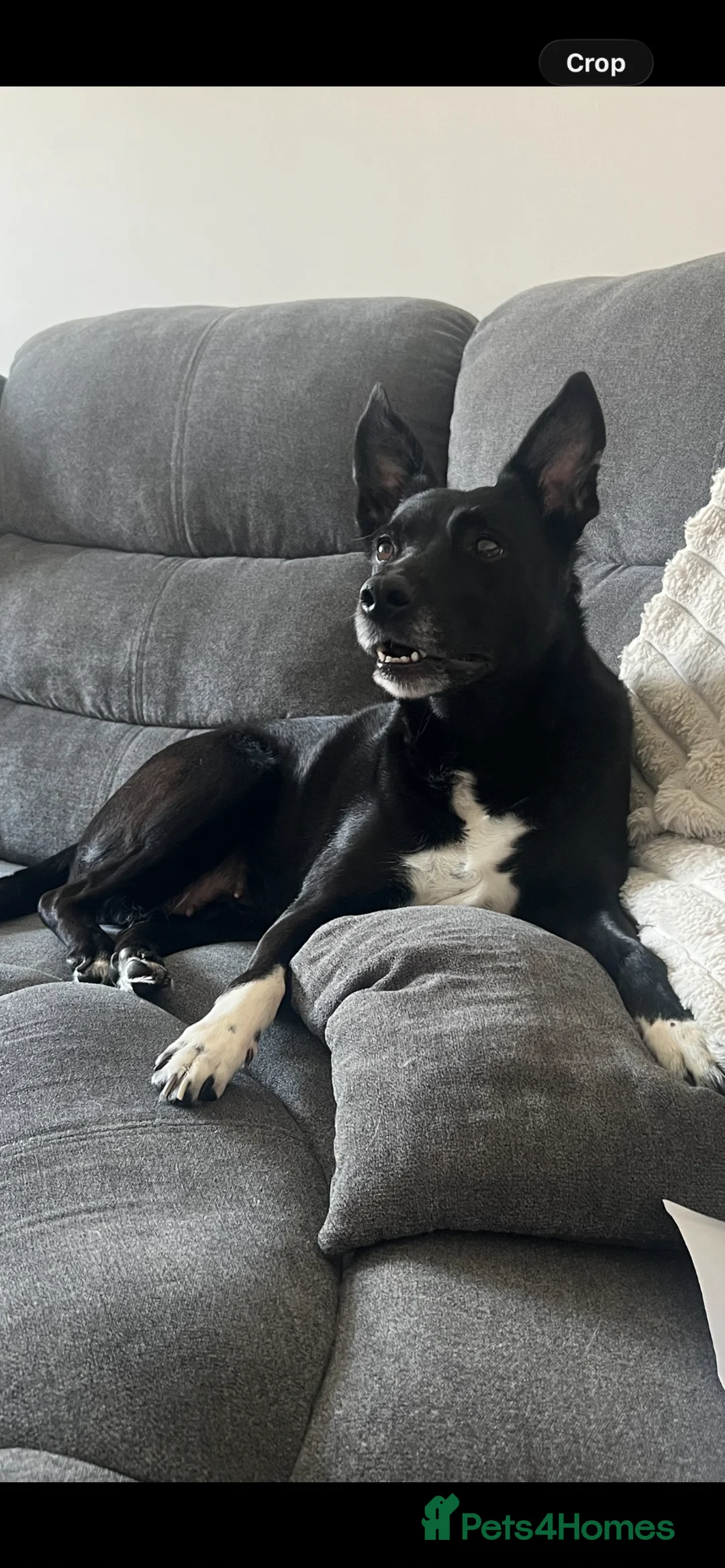 Mixed Breed dogs for sale: Labrador x kelpie puppies - Advert 23