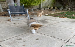 Rough Collie dogs for sale: ROUGH COLLIE SABLE AND WHITE PUPPIES - Image 19