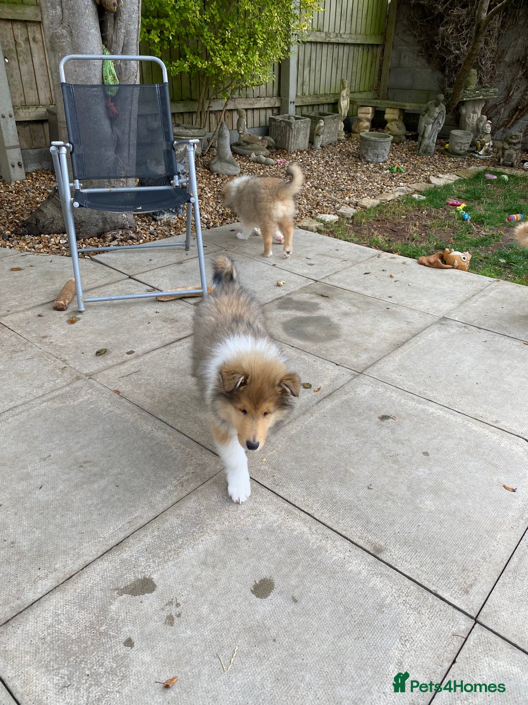 Rough Collie dogs for sale: ROUGH COLLIE SABLE AND WHITE PUPPIES - Image 19
