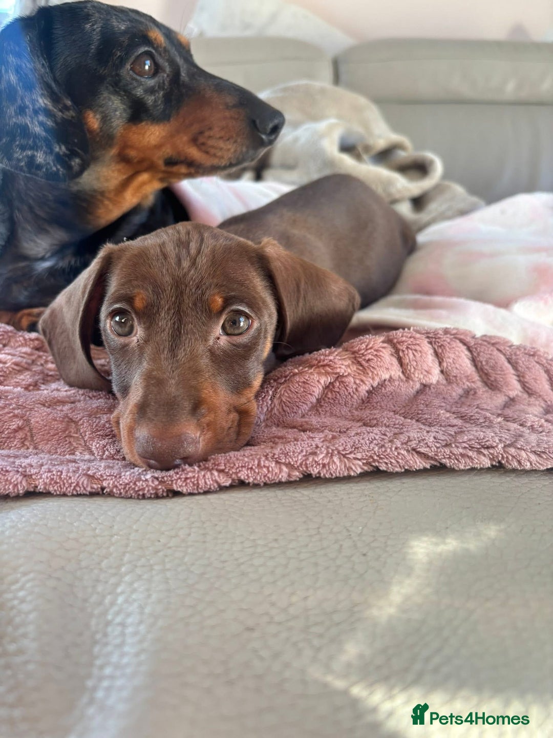 Miniature Dachshund dogs for sale: Beautiful little Chocolate boy 💙 - Advert 3