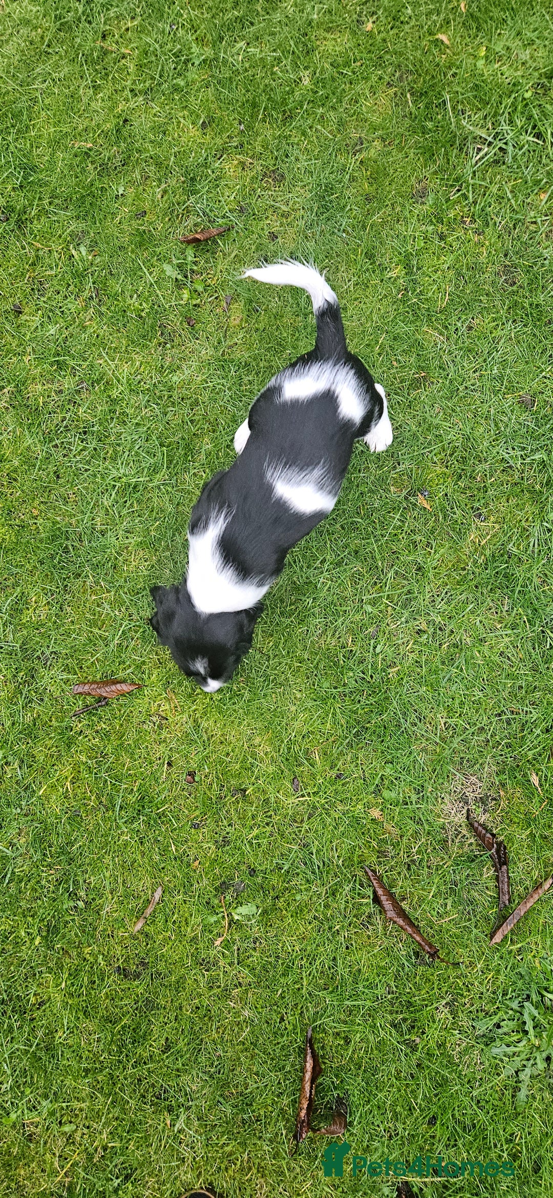 English Springer Spaniel dogs for sale: ✨ KC Registered Springer Spaniel Puppies ✨ - Advert 25