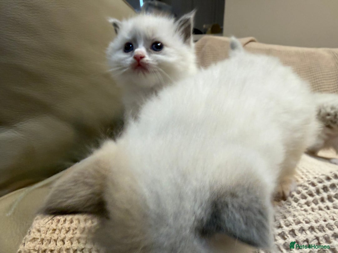Ragdoll cats for sale: 5 PURE adorable💙💗Ragdolls💗💙ready to leave soon - Advert 16