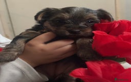 Yorkshire Terrier dogs for sale: yorkshire terrier pups - Image 7