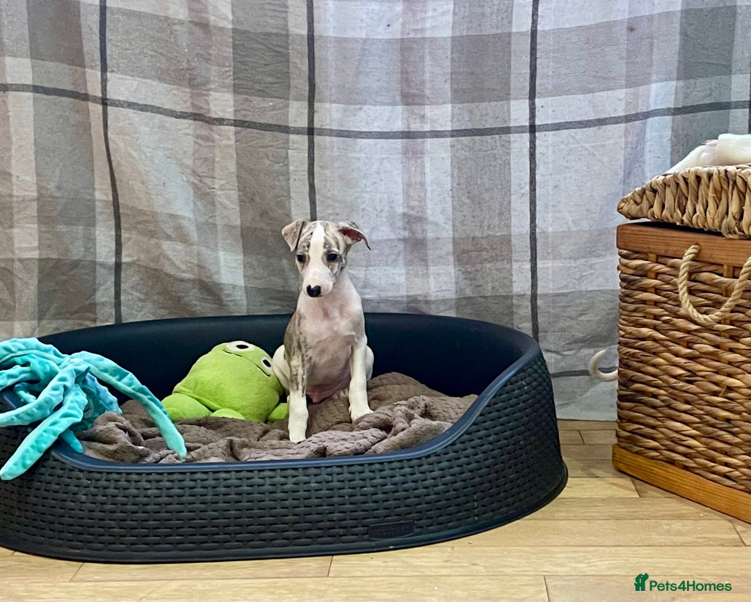Whippet dogs for sale: AVAILABLE Kc reg healthy, sweet, gentle whippets - Advert 17