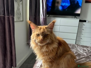 Maine Coon cats - Advert 3