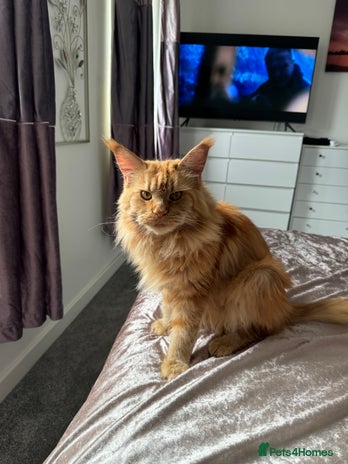 Maine Coon cats - Advert 3