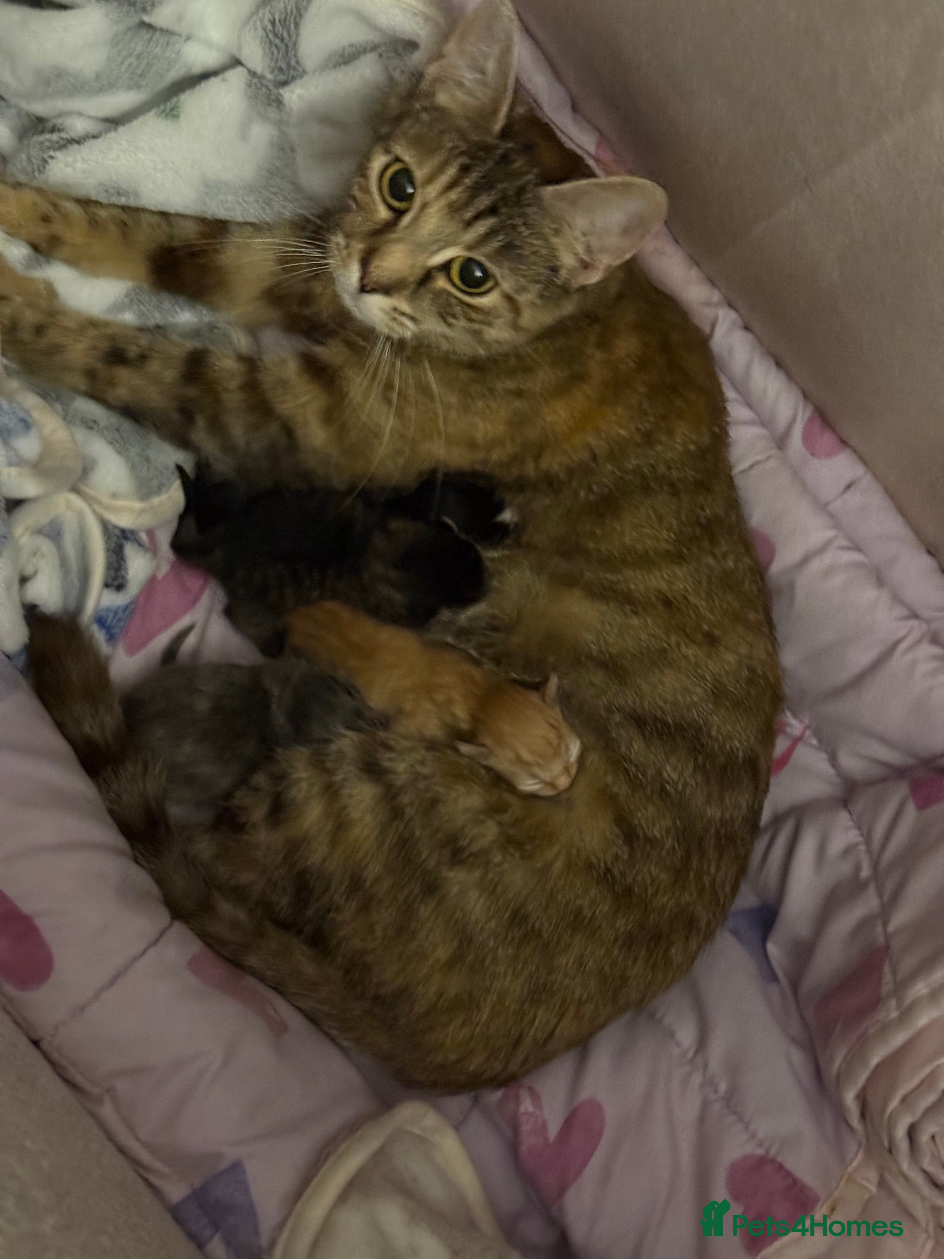 Mixed Breed cats Gorgeous kittens - Advert 2