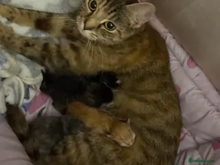 Mixed Breed cats Gorgeous kittens - Advert 1