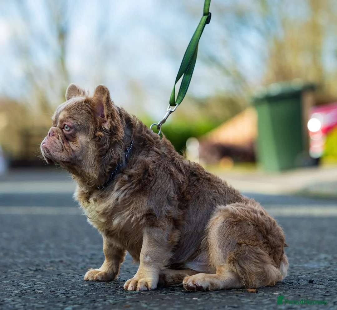 French Bulldog dogs for stud: Visual fluffy new shade boy Fluffiest in the UK  in Manchester - Advert 6