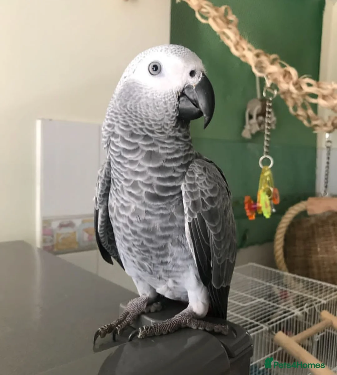 Parrots birds for sale: Timneh African Greys for sale  in Chorley - Advert 2