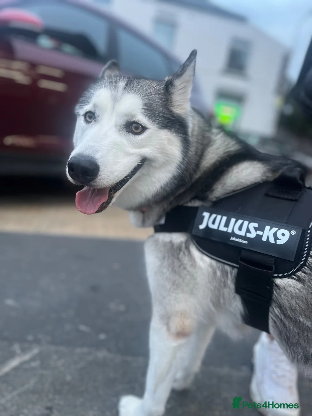 Siberian Husky dogs for sale: Free Female husky dog 3 year old  in Beverley - Advert 2
