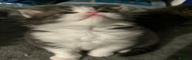 Persian 3