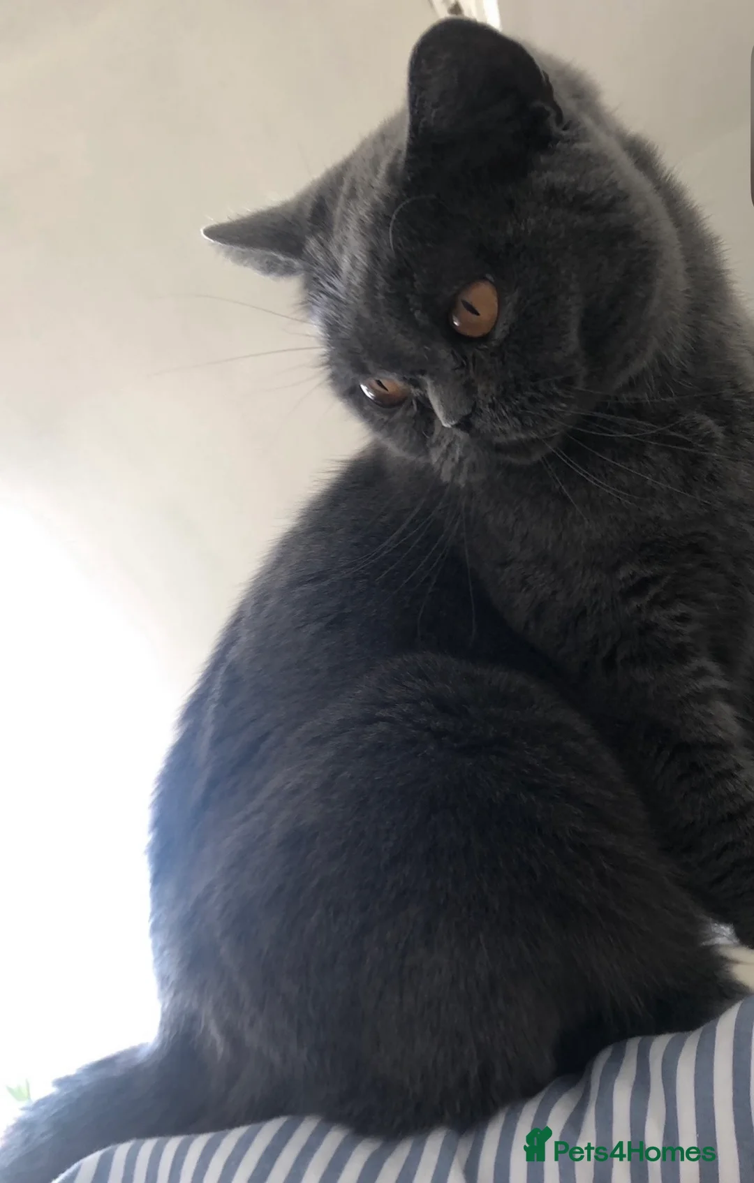 British Shorthair cats for sale: British Shorthair Kitten - Advert 15