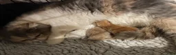 Exotic cats for sale: 💙Beautiful Exotic Shorthair Boy Kittens💙 - Advert 27