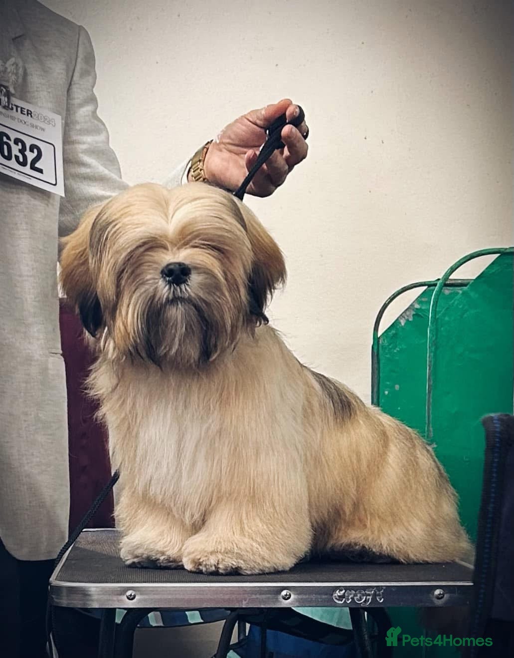 Lhasa Apso dogs for stud: Kc registered Lhasa for Stud  - Advert 5