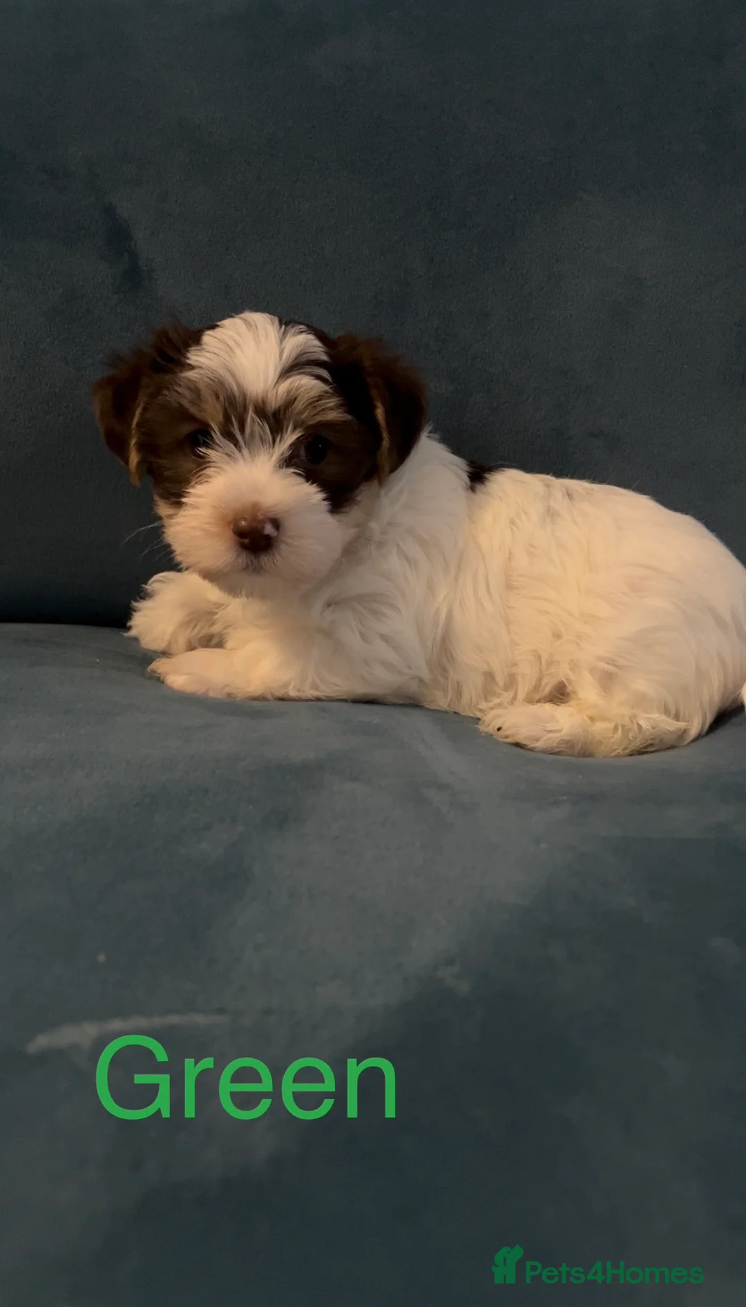 Yorkshire Terrier dogs for sale: READY NOW! - MINI YORKSHIRE TERRIERS - Advert 6