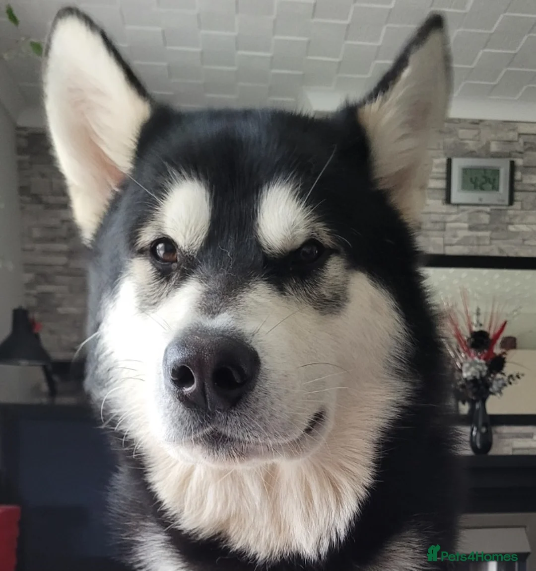 Alaskan Malamute dogs for stud: "Proven" Alaskan malamute for stud  in Sheffield - Advert 3