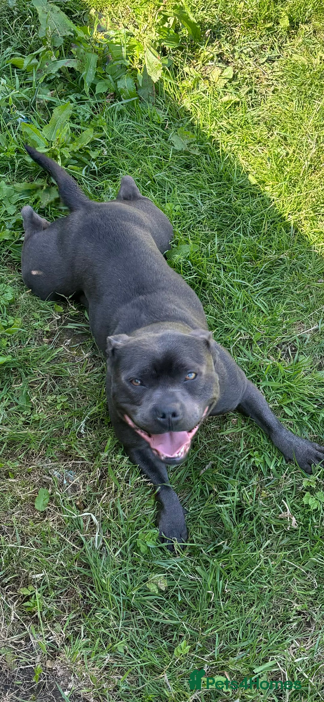 Staffordshire Bull Terrier dogs for sale: Beautiful Blue KC Reg Staffs - Image 3